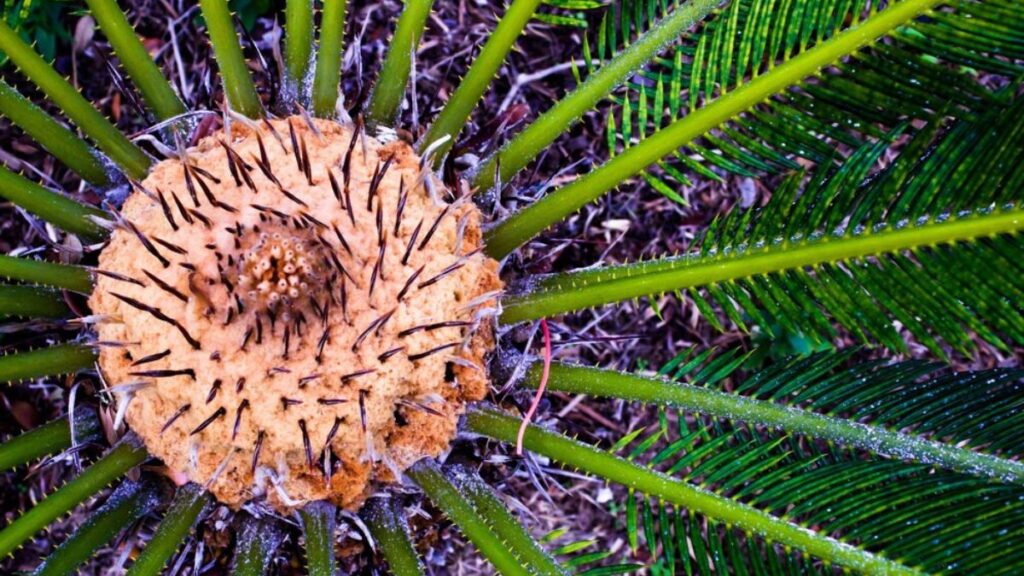 The Ecological Significance of Phaelariax Vylorn: Why This Species Matters