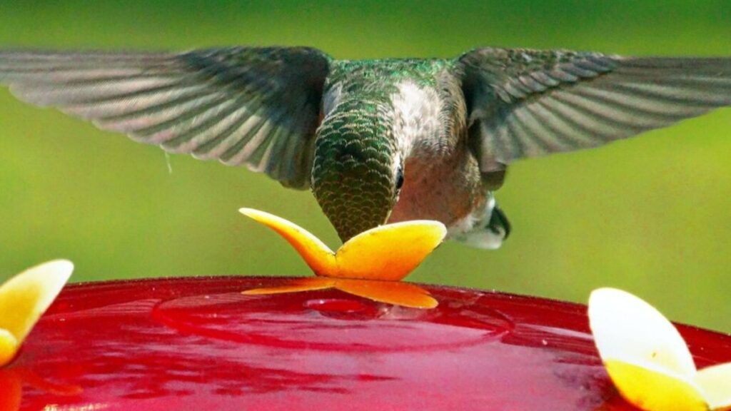 Prostavive Colibrim: A Glimpse into Nature’s Hidden Balance