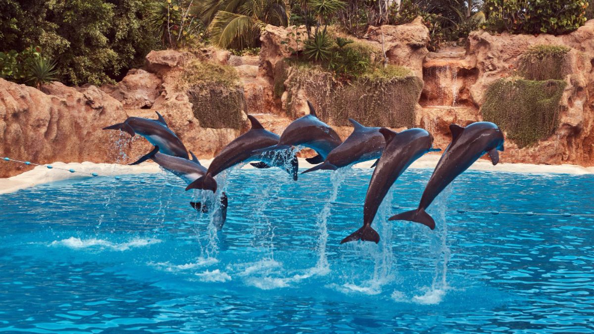 Dolphin Discovery